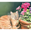 image 2023 cats in the country wallpaper february width=&quot;1000&quot; height=&quot;1000&quot;